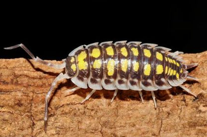Porcellio haasi "High Yellow"