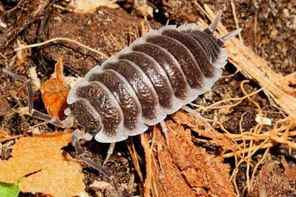 Porcellio Hoffmannseggii