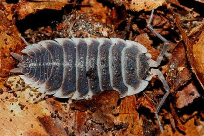 Porcellio Hoffmannseggii