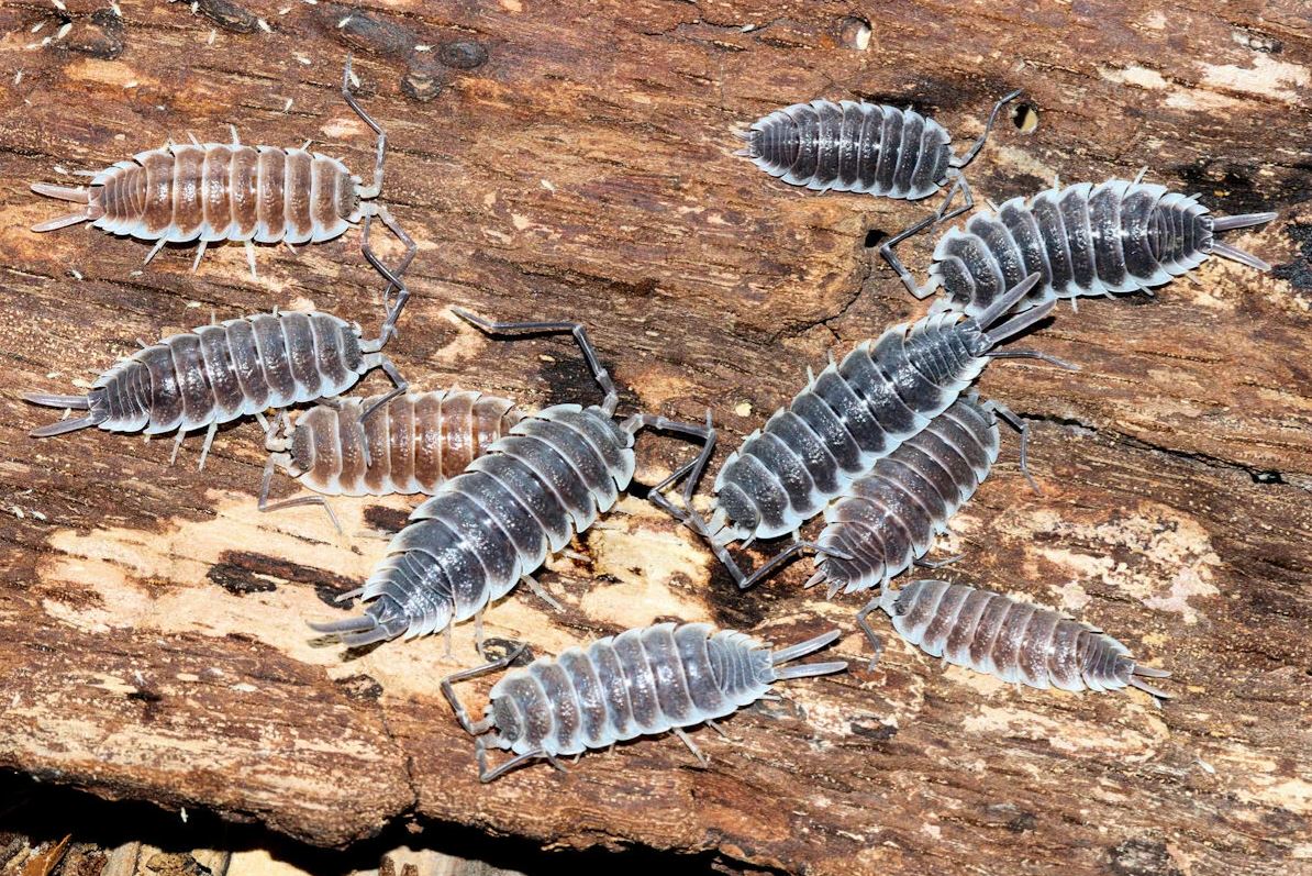 Porcellio Hoffmannseggii