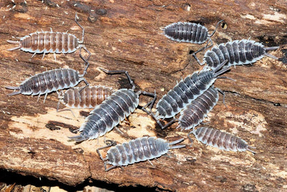 Porcellio Hoffmannseggii