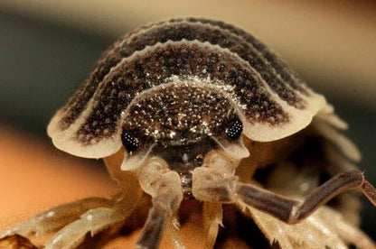 Porcellio Hoffmannseggii