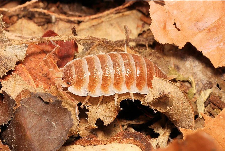 Porcellio Hoffmannseggii "Orange x Light Brown"