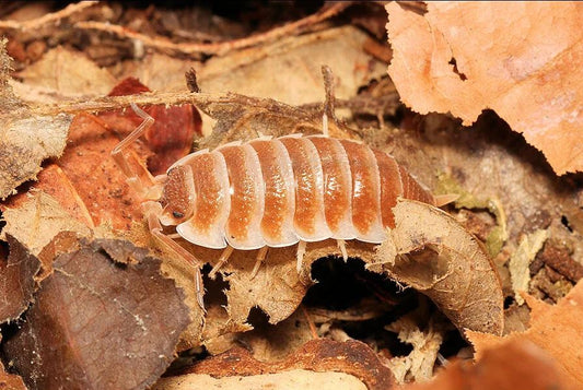 Porcellio Hoffmannseggii "Orange x Light Brown"