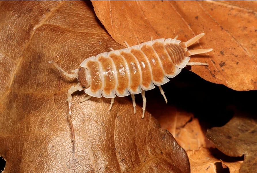 Porcellio Hoffmannseggii "Orange x Light Brown"
