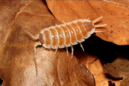 Porcellio Hoffmannseggii "Orange x Light Brown"