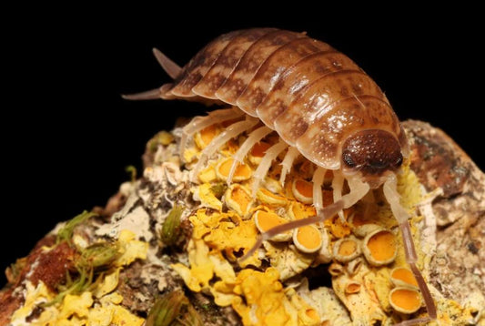 Porcellio imi quaddar "morroco"