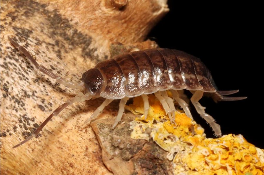 Porcellio imi quaddar "morroco"