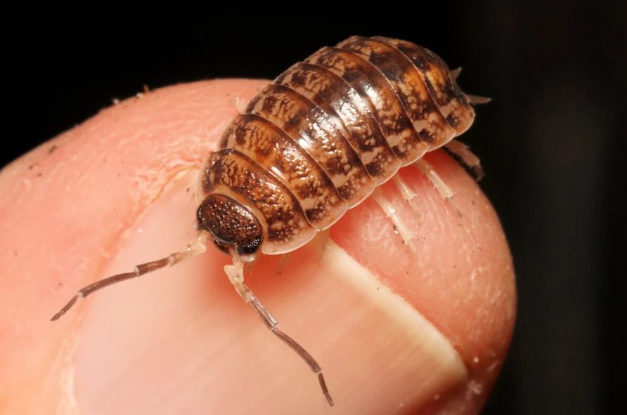 Porcellio imi quaddar "morroco"