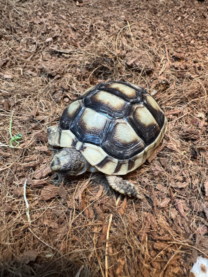 Griekse breedrandschildpad