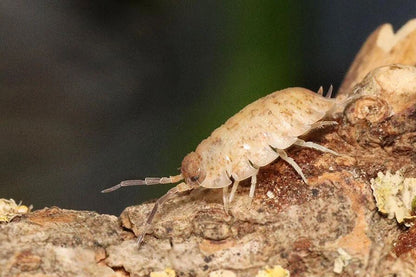 Porcellio scaber "Lemonade"