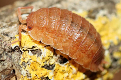 Porcellio scaber "Lemonade"