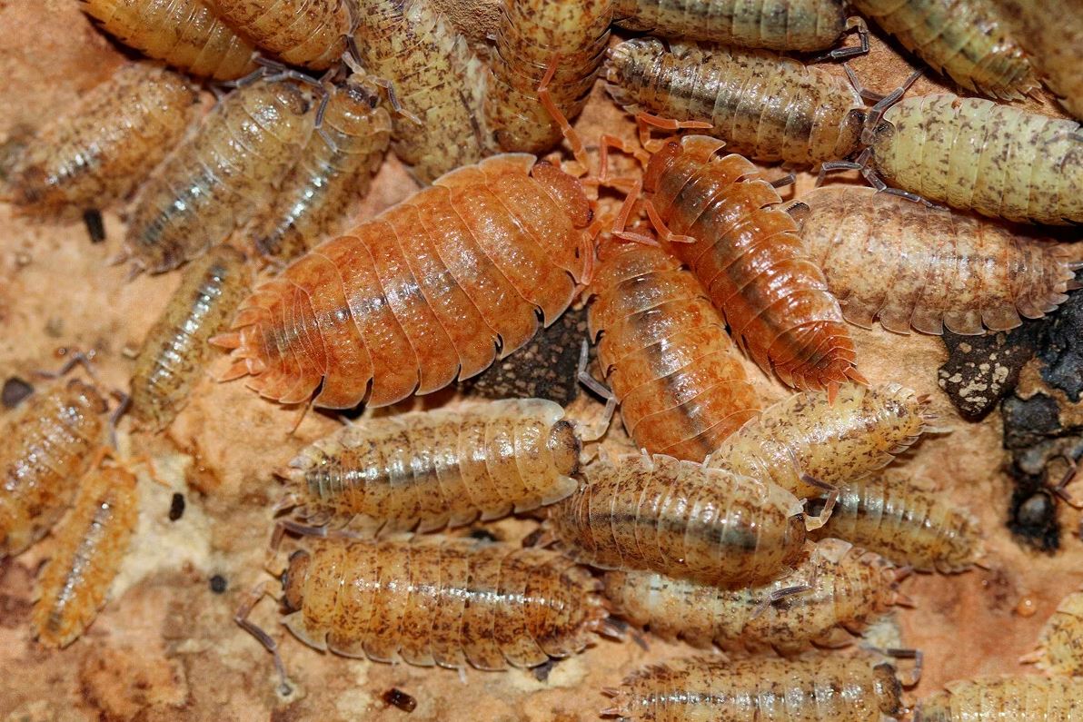 Porcellio scaber "Lemonade"
