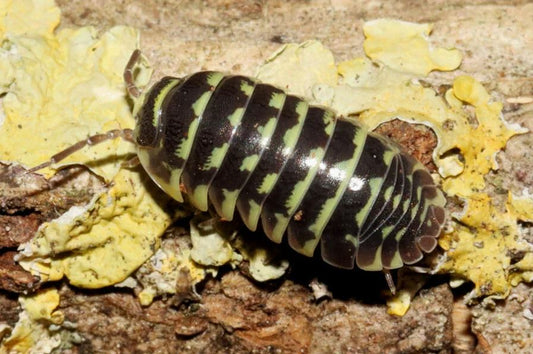 Armadillidium maculatum "yellow"