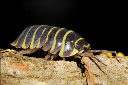 Armadillidium maculatum "yellow"