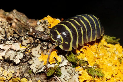 Armadillidium maculatum "yellow"