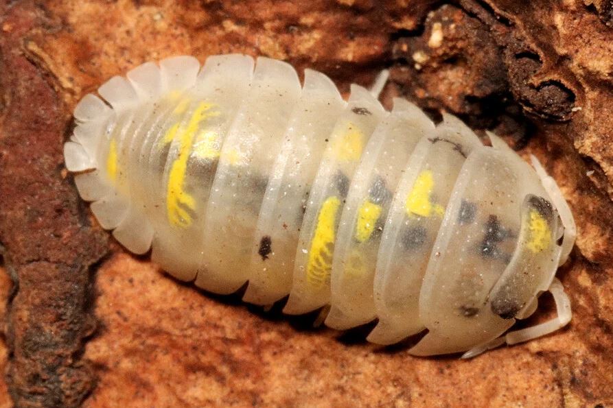 Armadillidium granulatum "Magic Potion"
