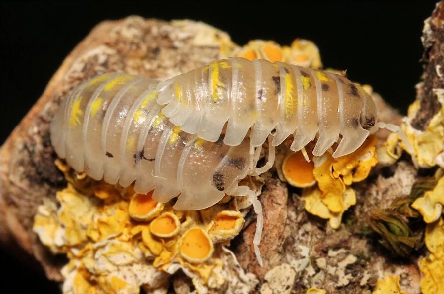 Armadillidium granulatum "Magic Potion"