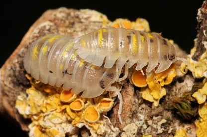 Armadillidium granulatum "Magic Potion"
