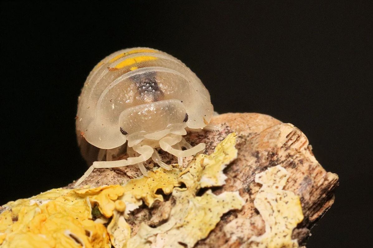 Armadillidium granulatum "Magic Potion"