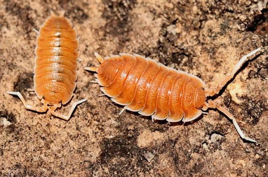 Porcellio magnificus