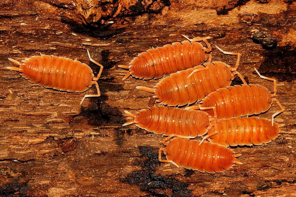 Porcellio magnificus