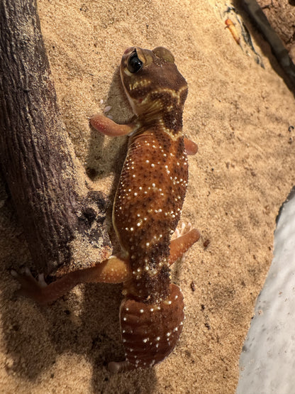 Gladde knobbelstaart gekko