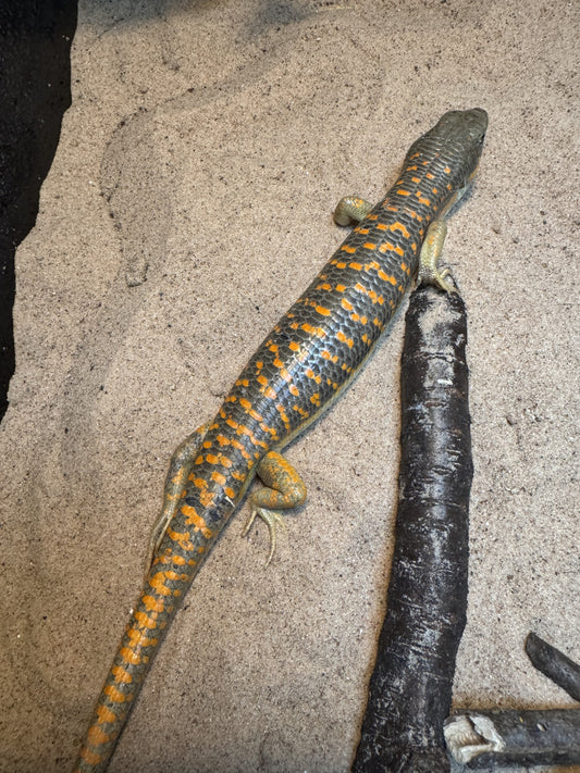Schneiders skink