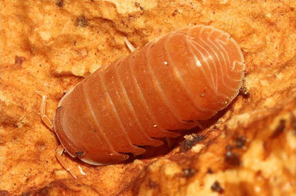 Cubaris murina "Mandarin"