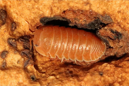 Cubaris murina "Mandarin"