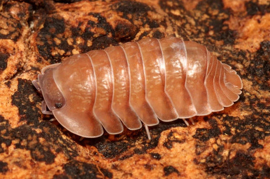 Caribodillo martinicensis