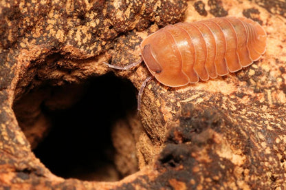 Caribodillo martinicensis