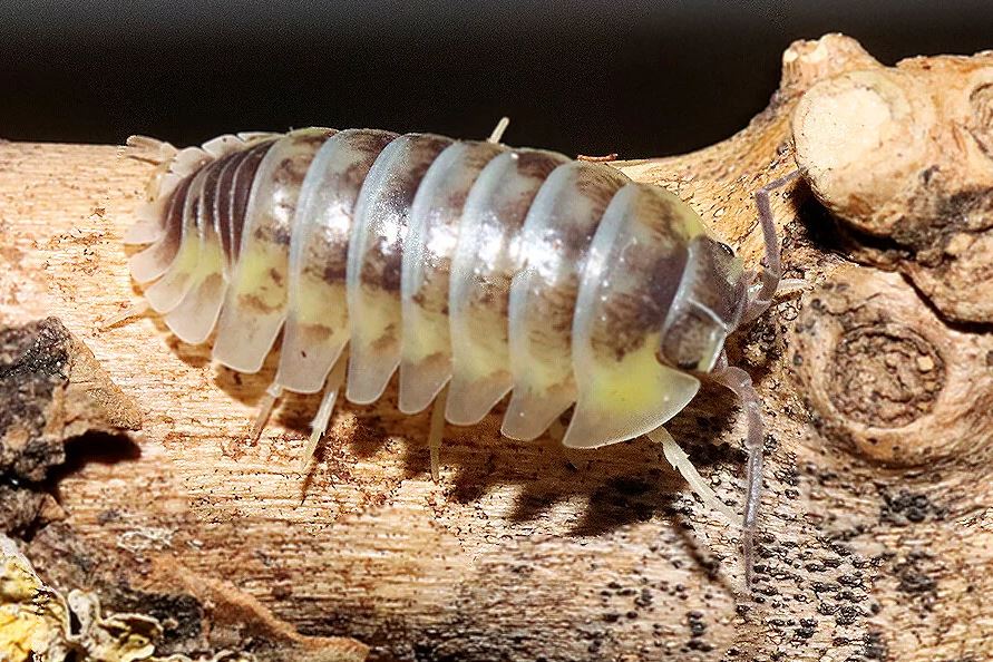 Armadillidium gestroi "Yellow Milky"