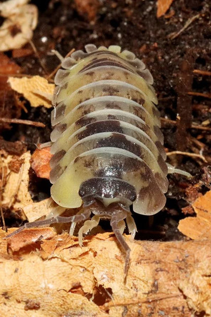 Armadillidium gestroi "Yellow Milky"