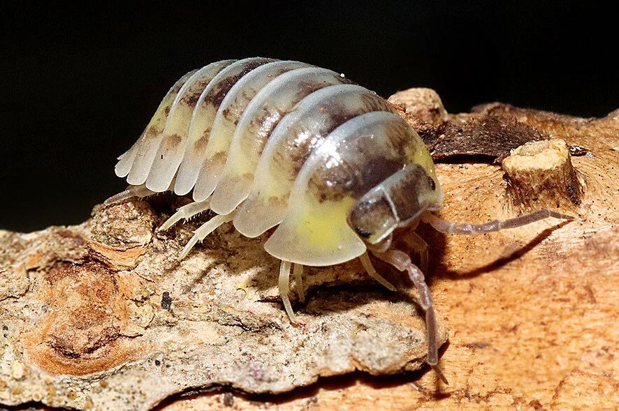 Armadillidium gestroi "Yellow Milky"