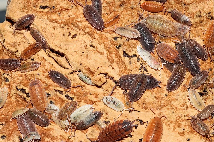 Porcellio scaber "Mix"