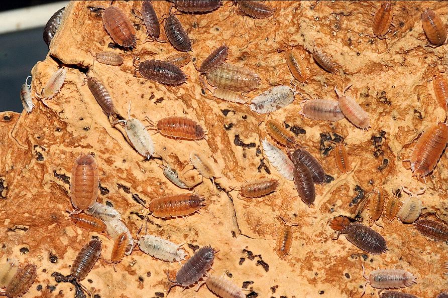 Porcellio scaber "Mix"
