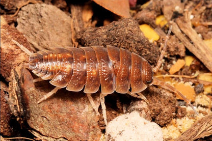 Porcellio pseudoratus "Malaga Monster"