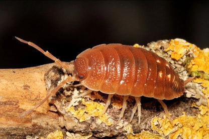 Porcellio pseudoratus "Malaga Monster"