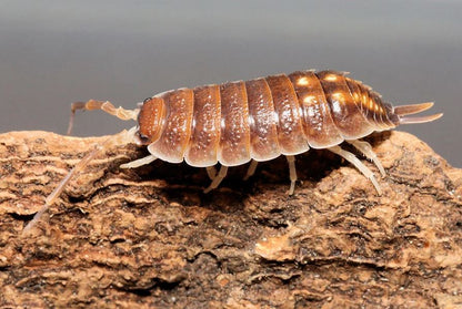 Porcellio pseudoratus "Malaga Monster"