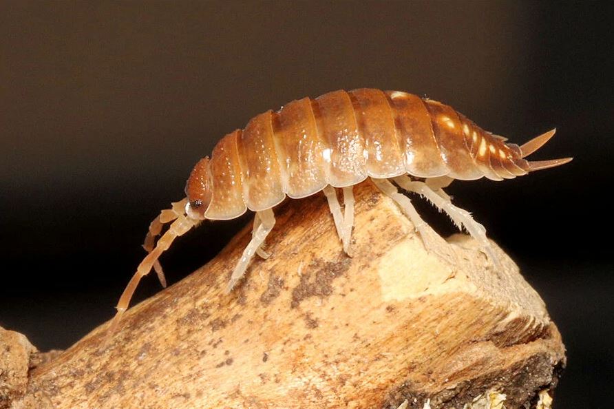 Porcellio pseudoratus "Malaga Monster"