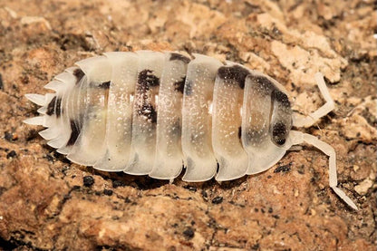 Porcellio scaber "Moo Cow"