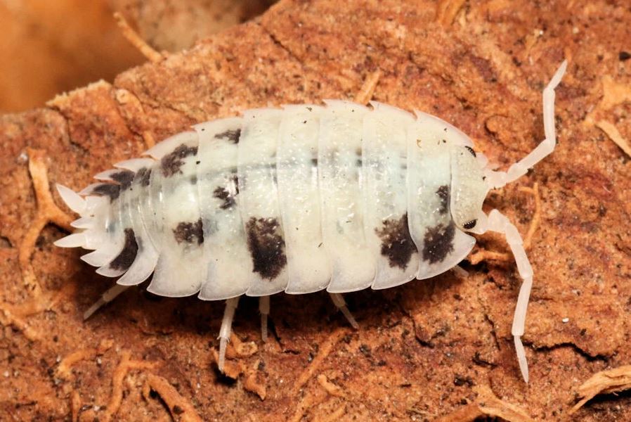 Porcellio scaber "Moo Cow"