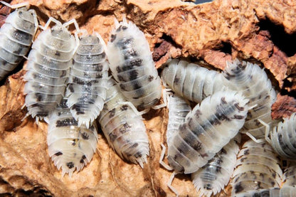 Porcellio scaber "Moo Cow"