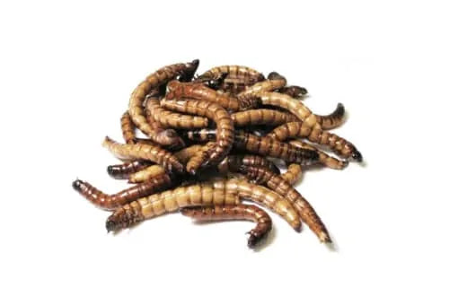 Morio worms 50gr