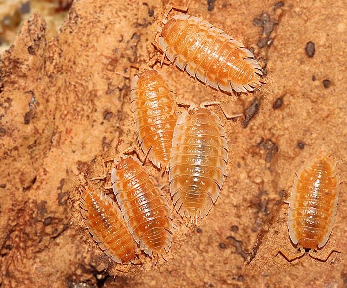 Oniscus asellus "Orange"