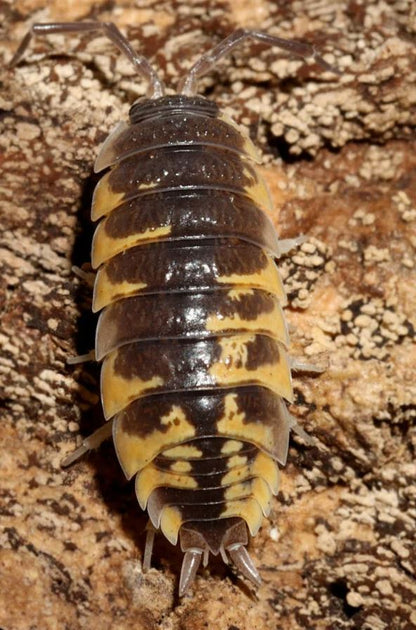 Porcellio ornatus "Yellow"