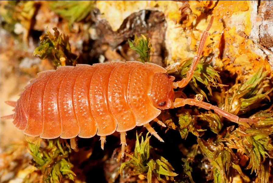 Porcellio scaber "Orange"