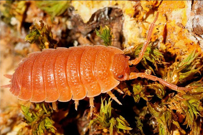 Porcellio scaber "Orange"