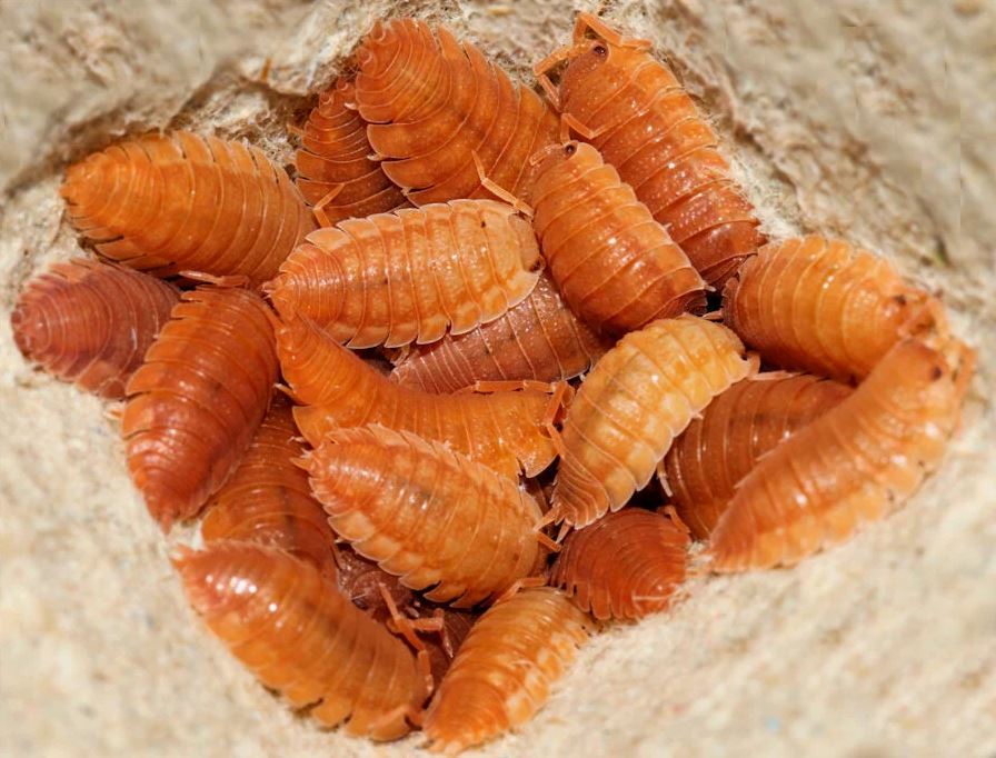 Porcellio scaber "Orange"
